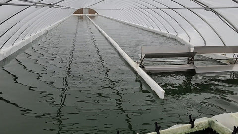 How We Grow Fresh Spirulina at Inspira Nutrition